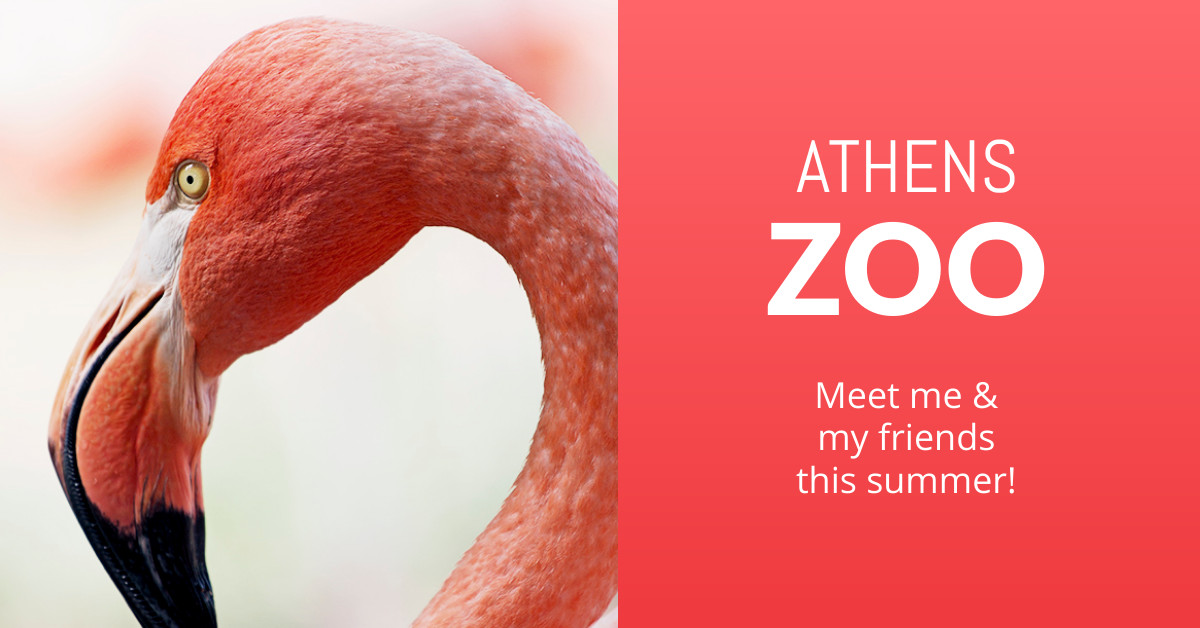 Meet the Flamingo at the Athens Zoo Responsive Landscape Art 1200x628