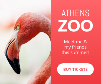 Meet the Flamingo at the Athens Zoo