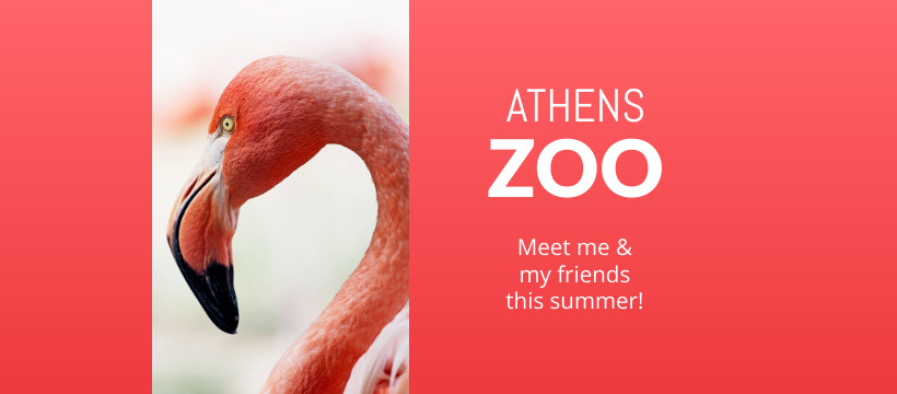 Meet the Flamingo at the Athens Zoo